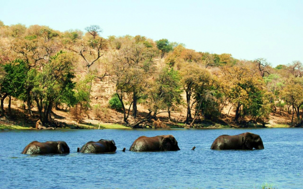 Слоны в воде