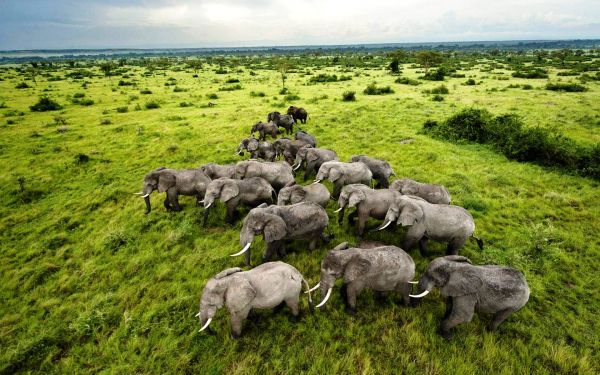 Стадо слонов