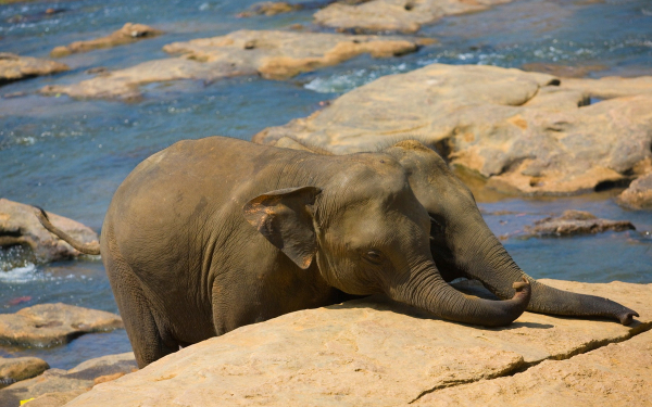 Два слоненка