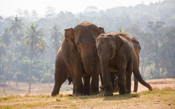 Слоны вышли из джунглей