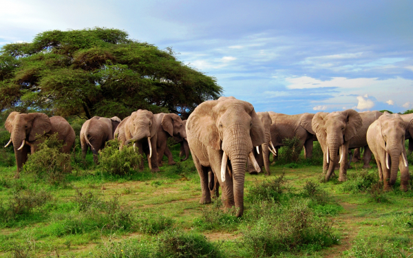 Африканские слоны