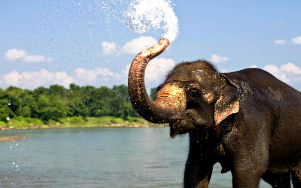 Слоненок принимает душь