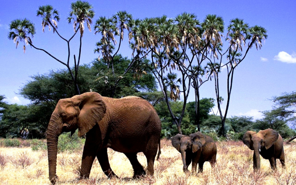 Слониха и два слоненка