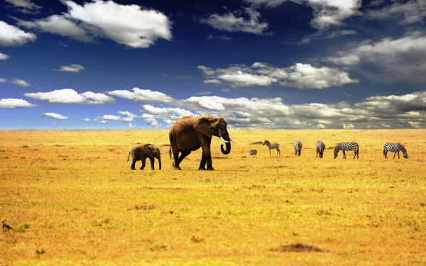 Слоны и зебры