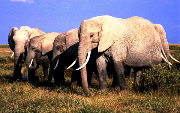 Слоны