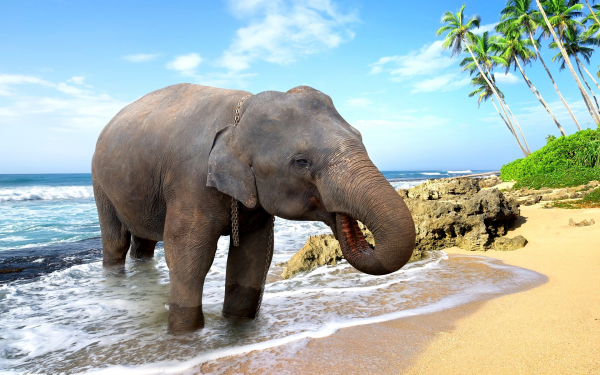Слон на пляже