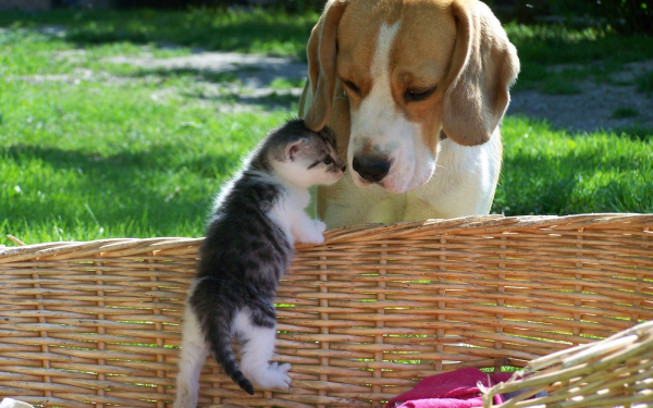 Собака и котенок