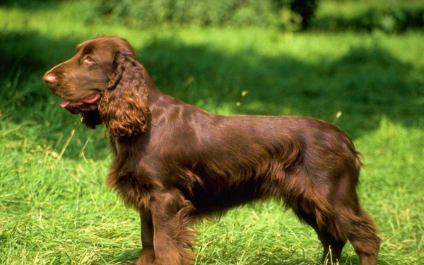 Филд спаниель