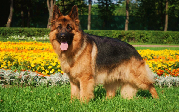 Длинношерстная немецкая овчарка