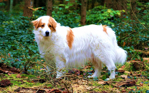 Торньяк - пастушья овчарка