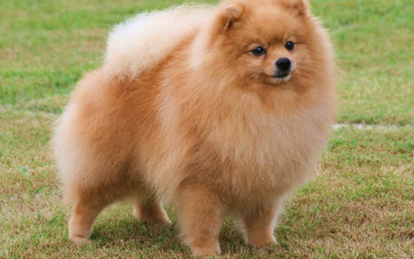 Немецкий шпиц