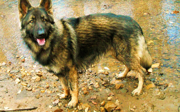 Шилонская овчарка