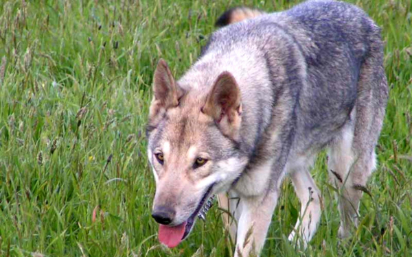 Волчья собака Сарлоса