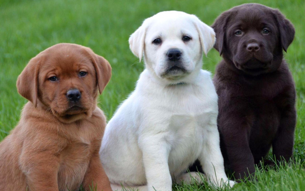 Лабрадоры щенки