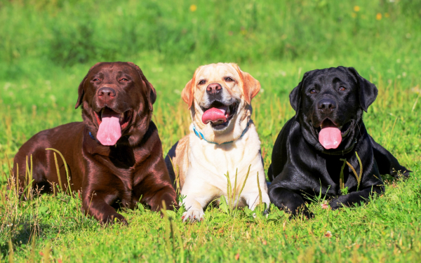 Лабрадоры