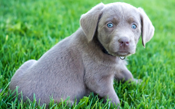 Серебристый лабрадор