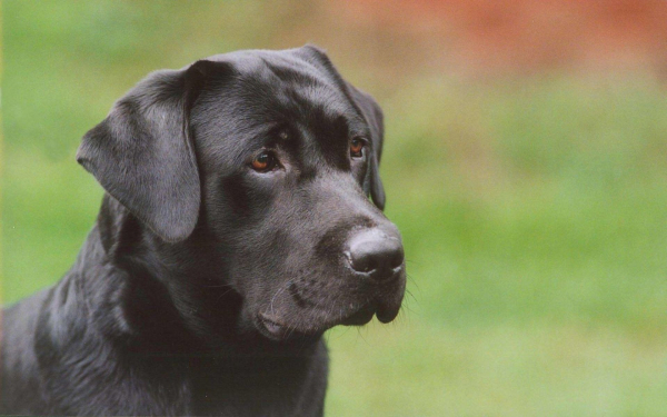 Собака лабрадор