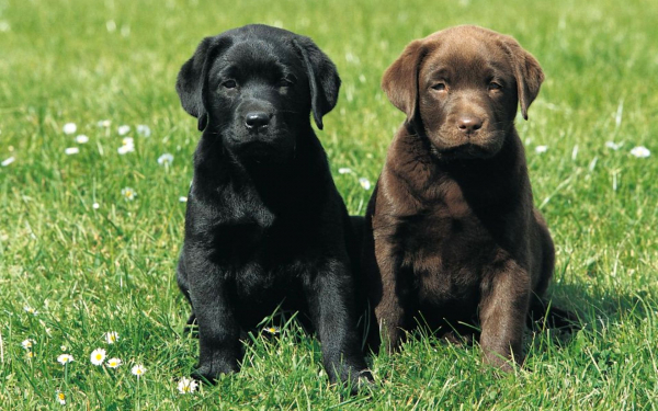 Щенки лабрадоры на поляне