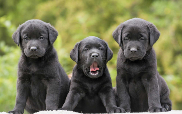 Щенки лабрадора