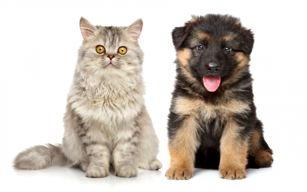 Щенок и котенок