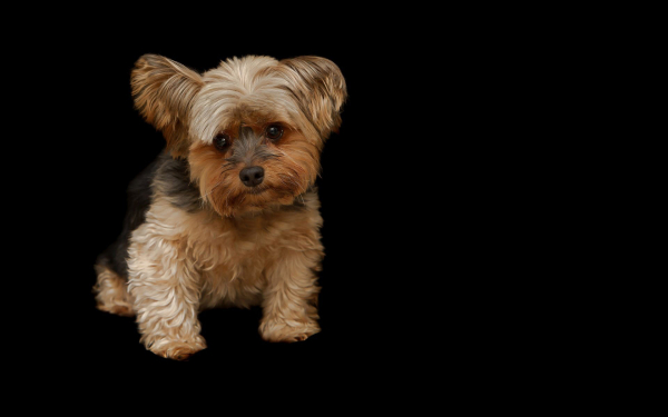 Грустный песик