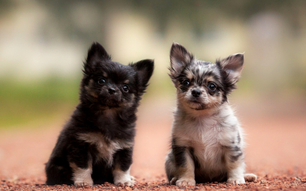 Два щенка чихуахуа