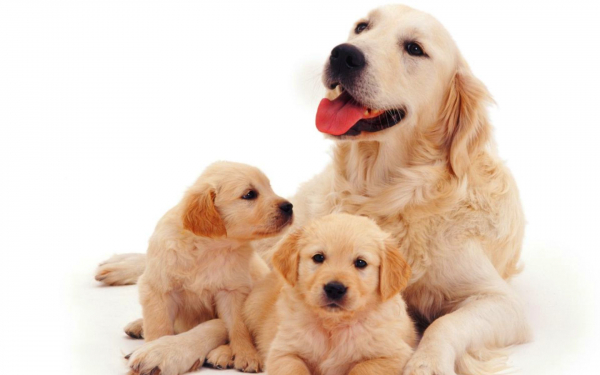 Собака и щенки