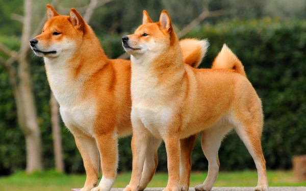 Собаки Сиба-ину