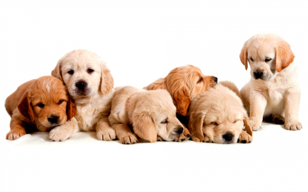 Шесть щенков золтистого ретривера