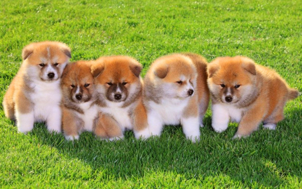 Щенки Акита-Ину на поляне