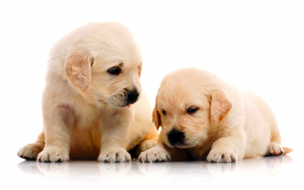 Щенки золотистого ретривера