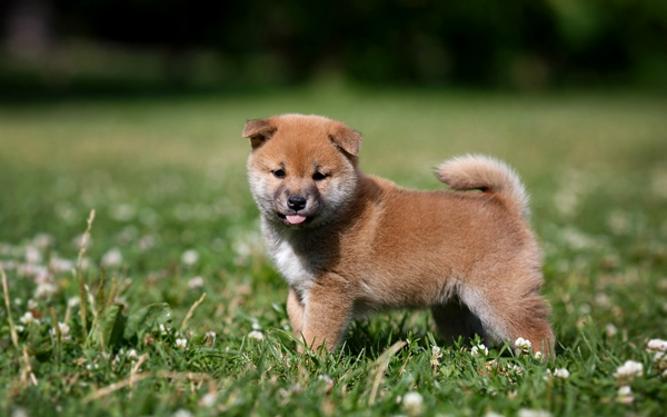 Щенок Сиба-ину