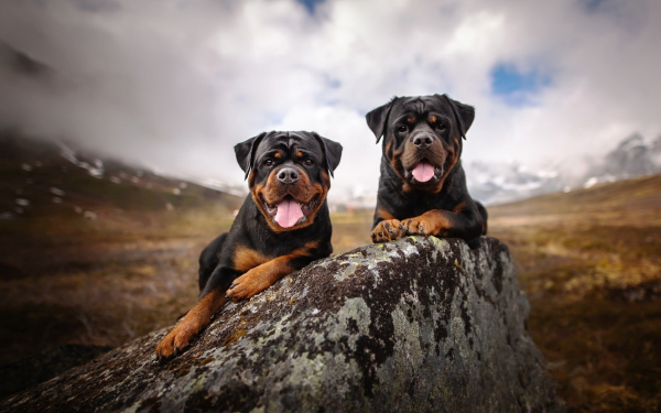 Два ротвейлера