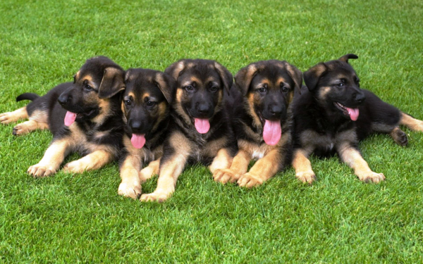 Щенки немецкой овчарки на поляне