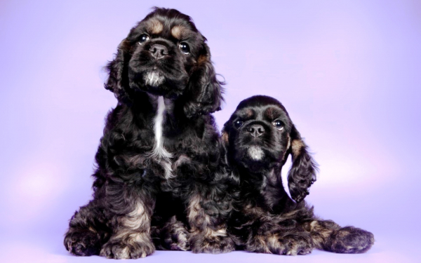 Щенки спаниеля