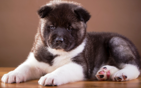 Щенок акиты