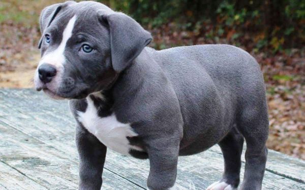 Щенок американского питбуля