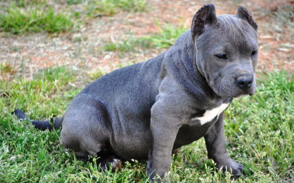 Щенок синего питбуля