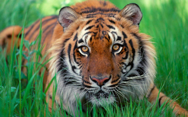 Тигр в траве