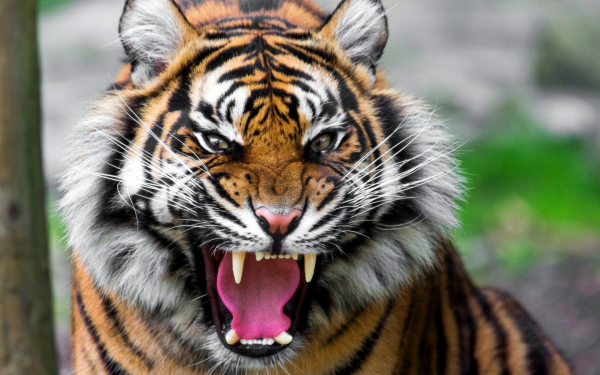 Свирепый тигр