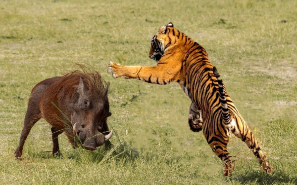 Тигр и бородавочник