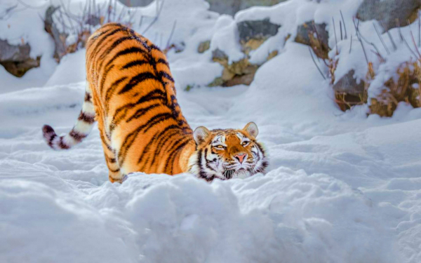 Тигр на утренней  разминке