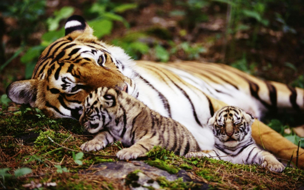 Тигрица и тигрята