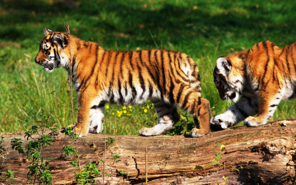 Два тигренка