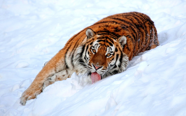 Тигр на снегу