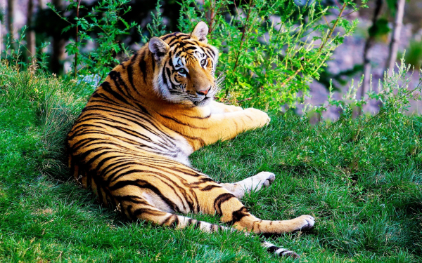 Тигр на траве