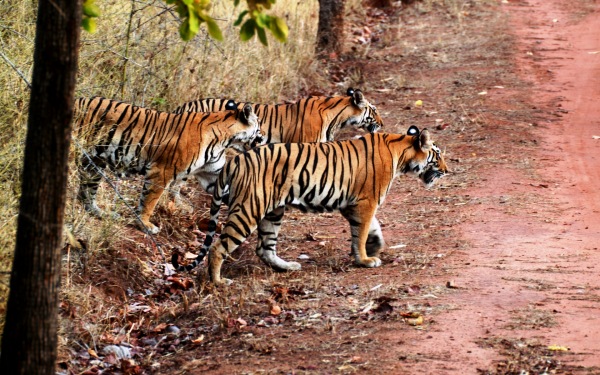 Тигры вышли из леса