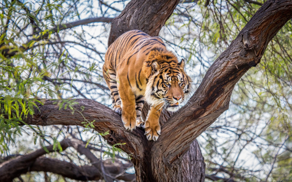 Тигр на дереве