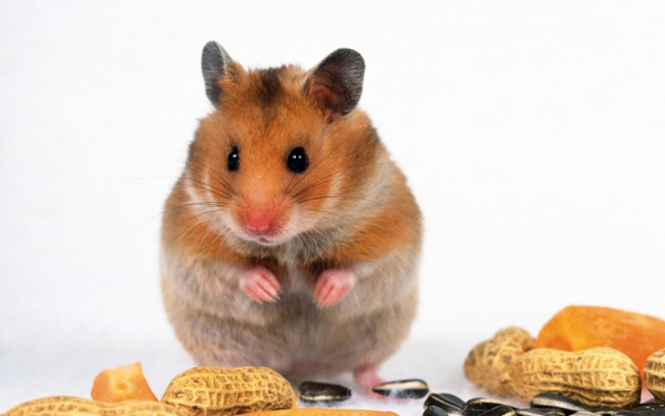 Запасливый хомяк