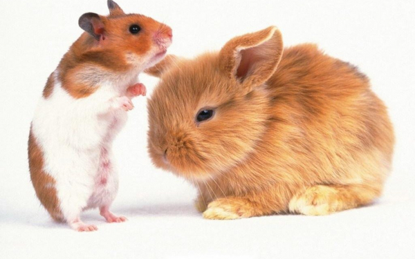 Хомяк и кролик